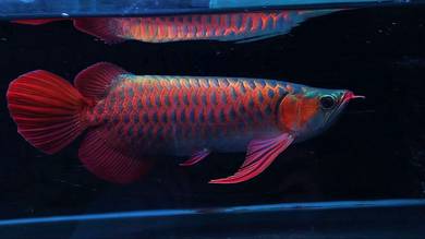 Arowana blood red 23 inch 3a quality-wholesale