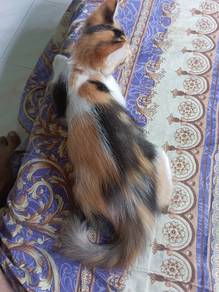 Kucing free