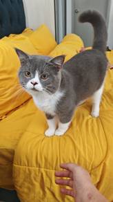 BSH Cats for Sale: British Shorthair