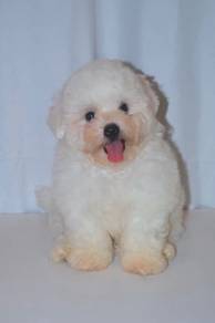 G16 Charming Bichon Dog