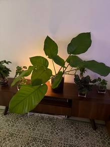 Healthy Green Indoor Plant / Houseplant