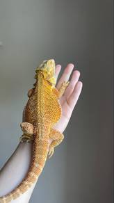 bearded dragon