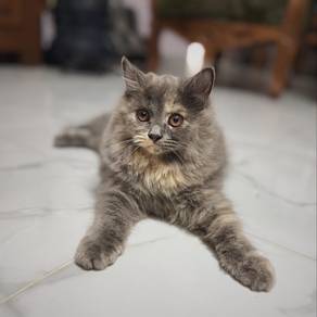 Persian Mix Long Hair Betina