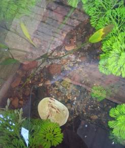 udang red cerry