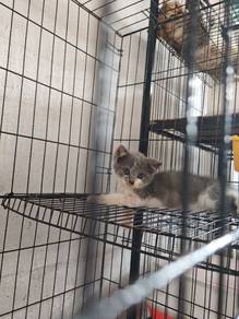 kitten untuk direhome