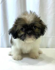 J0401 Shih Tzu Doll Face Puppy