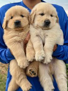Golden retriever+2