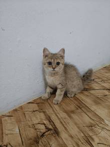 golden tabby 