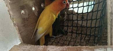 burung 