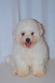 G15 Kawai Bichon Puppy