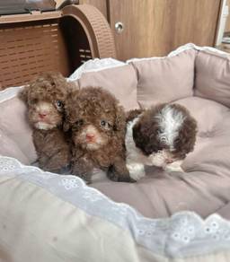 MINI POODLE PUPPIES S144 🌻 Tiny Toy - Tea Cup