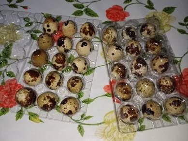 Telur burung puyuh 