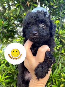G10099 TOY Poodle Black haired puppy