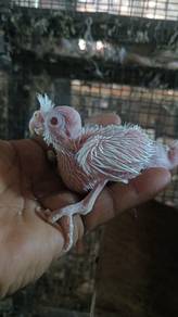 Burung albino