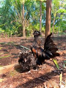 Ayam poland Polish chicken