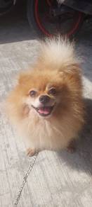 Pomeranian dog