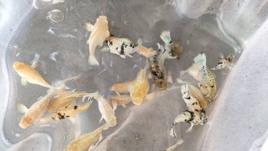 molly 1pasang 莫莉1对