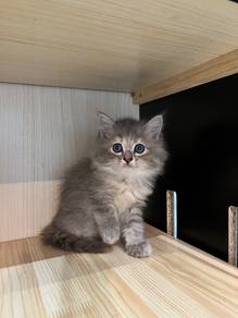 kitten domestic longhair mix