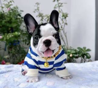 FRENCH BULLDOG PUPPIES S222🌻Cute Puppy Available
