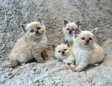 Ragdoll Pure 