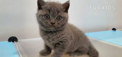 British Shorthair