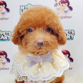 Poodle Toy