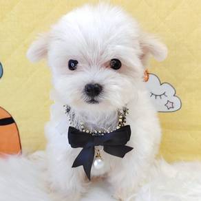 Bichon