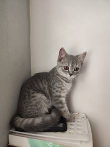 bsh