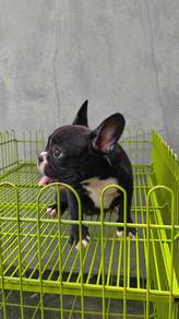 G4000 french bulldog puppies