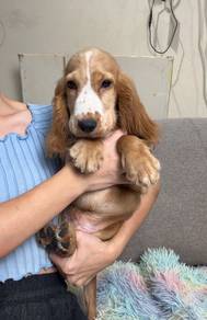 Cocker spaniel puppy
