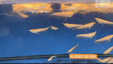 Albino Silver Arowana 10-12cm