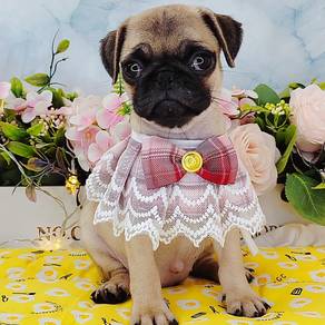 Pug