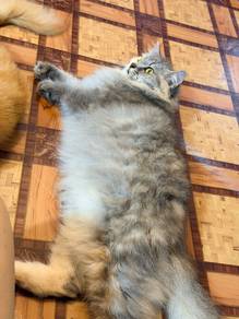 cat for Rehome