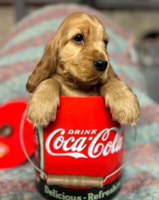 cocker spaniel k