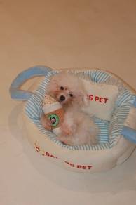 J0847 Poochon Playful Friendly Puppy