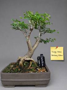 Bonsai Limau Rawit / Limeberry / Triphasia Trifoli