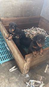 big bone doberman puppy