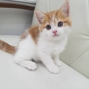 Bsh Kitten