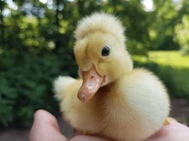 Crested duck anak itik duckling bird 