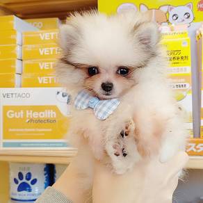 Pomeranian
