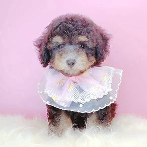 Poodle