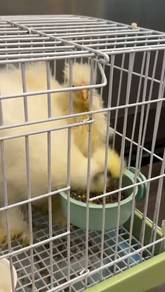silkie chickens 