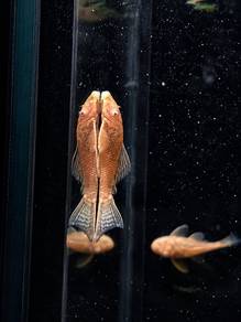 L144 Shortfin Red Eye