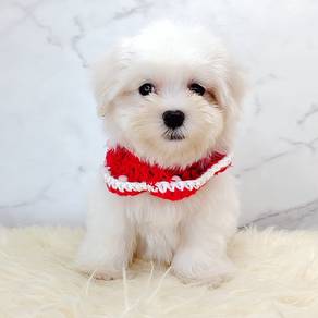 Bichon