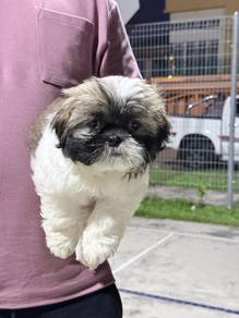 shih tzu female puppy
