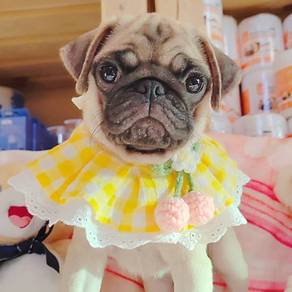 Pug
