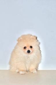 H47 Fluffy Pomeranian Puppy