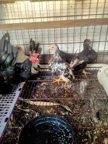 ayan japanese bantam