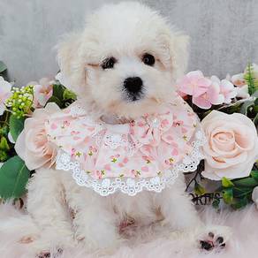 Bichon
