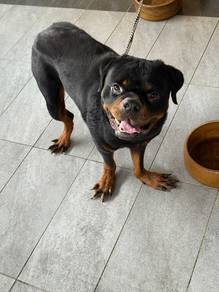 Rottweiler